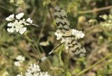Thread-winged Antlion