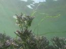 Common Sea Lavender