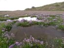 Common Sea Lavender