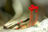 Fungi