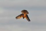 Northern Harrier 'diving for prey'