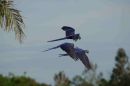 Hyacinth Macaws