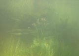 sea lavender in the murk