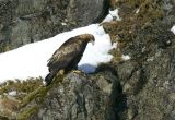 Golden Eagle perched on cliff