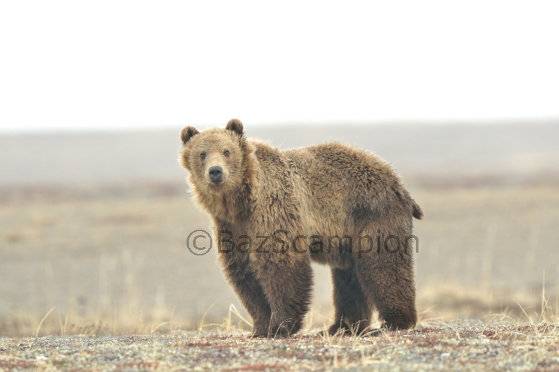 Brown Bear