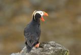 Tufted Puffin