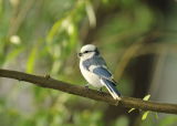 Azure Tit