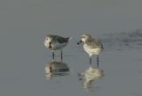 Two Spoon-billed Sandpipers