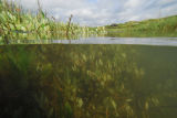 Sea Purslane in Hut Creek