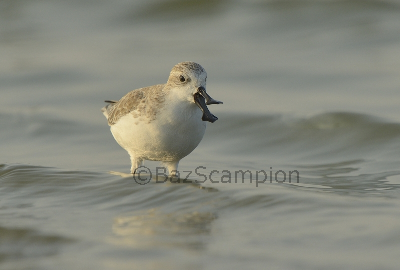 Spoon-billed Sandpiper