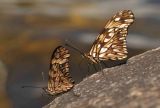 Atlantic Forest Butterflies