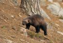 wolverine