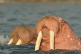 Walrus1