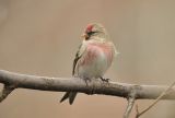 Lesser Redpoll