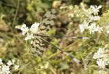 Thread-winged Antlion