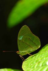 Obrinus Olivewing Nessaea obrinus. Rio Crystalino