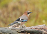 Eurasian Jay