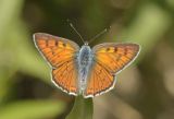 Male Purple-shot Copper