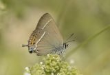 Blue-spot Hairstreak