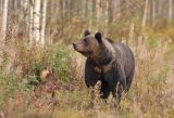 Brown Bear