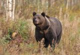 Brown Bear#4