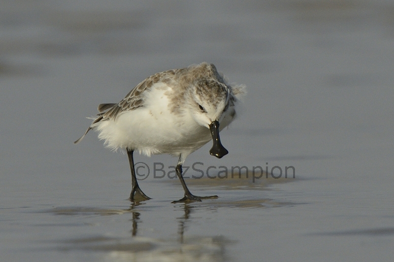 Spoon-billed Sandpiper