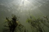 undersweb2.8