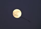 Pink feet in moonlight