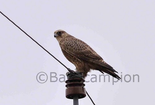 Gyr Falcon