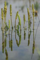 Sea Plantain