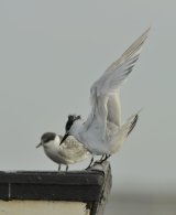 websandwichtern5