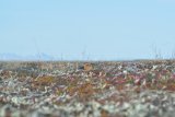 Red Knot on Nest3