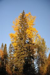 Autumn Birch and Spruce#2