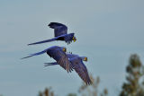 Hyacinth Macaws