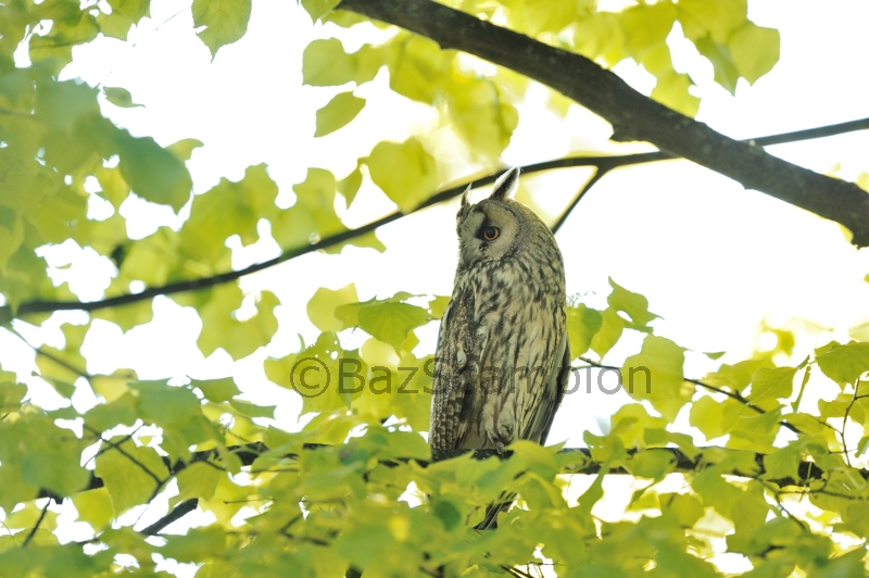 Long-eared Owl