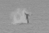 Norfolk Cetaceans and the Humpback Whale