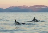 Orca Calves Norway Orca calves Norway Baz Scampion