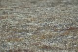 Red Knot on nest2