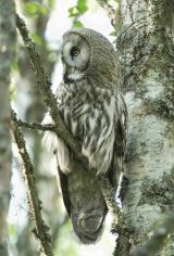 Great grey Owl
