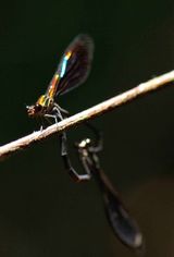 Chalcopteryx rutilans Brazil