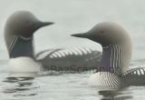 Pair of Pacific Divers
