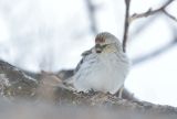 Arctic Redpoll