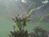 webterns5.16