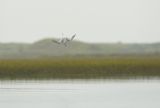 Sandwich Tern Diving