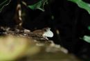 Anole Lizard