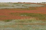 Amazing autumn colours of Sueda and Spartina