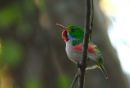Cuban Tody. Soroa.