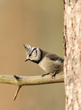 Crested Tit