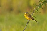 Yellow Wagtail