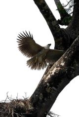 Juvenile Harpy Eagle